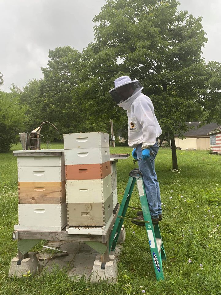 Black Mountain Honey - Classic honey bound frame/colony. Sure fire way to  get them to swarm early. If you are seeing this, give them space, swap the honey  bound combs for drawn